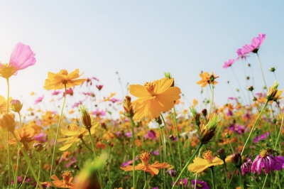 Blumenschmuck